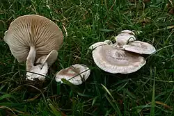!!!Clitocybe rivulosa!!!