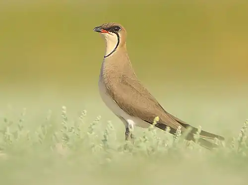 Glareola pratincola(Glareolidae)