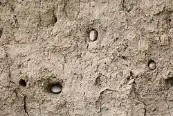 Colonie de prigorii (Merops apiaster) vandalizată de apicultorii care și-au așezat stupina lângă colonie (jud. Olt, România)