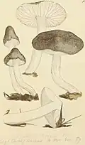 Tricholoma bresadolae