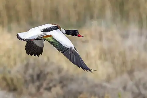 Călifar alb (Tadorna tadorna)