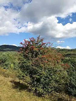 Comuna Corbi, floră1