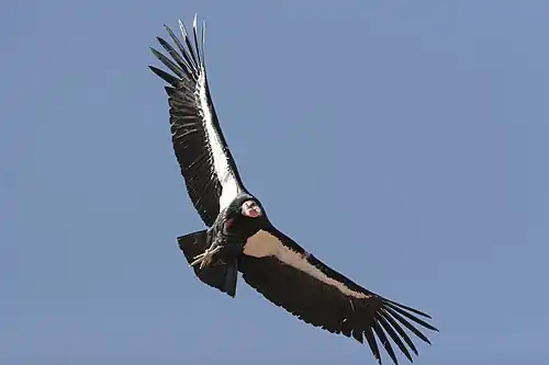 Condor californian în zbor