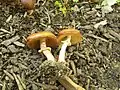 !!!Conocybe filaris sin. Pholiotina filaris!!!