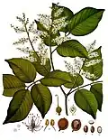 Copaifera officinalis (Jacq.) L.