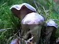 !Cortinarius-alboviolaceus!