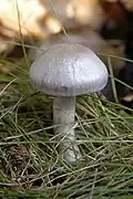 Cortinarius azureovelatus