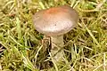 Cortinarius malachius