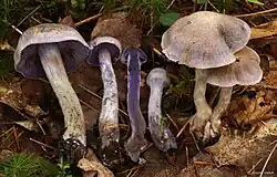 Cortinarius allutus