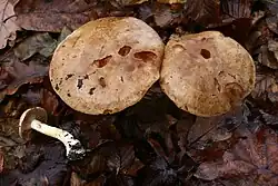 Cortinarius balteatus