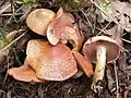 Cortinarius bolaris