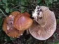 Cortinarius callochrous