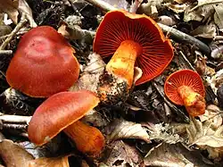 Cortinarius cinnabarinus