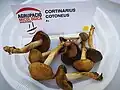 !!Cortinarius cotoneus!!