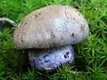 Cortinarius cyanites