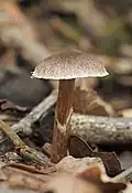 Cortinarius flexipes
