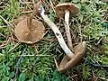 Cortinarius fulvescens