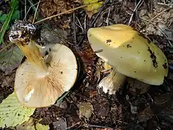Cortinarius percomis