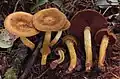Cortinarius semisanguineus