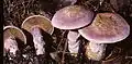 Cortinarius traganus