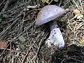 !!Cortinarius traganus!!
