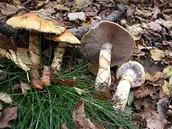 Cortinarius triumphans