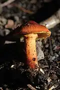 Cortinarius uliginosus