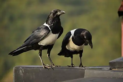 Corb cu burtă albă