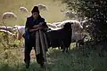 Un cioban cu oile pe valea Lupși