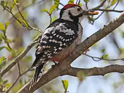 Ciocănitoare cu spatele alb(Dendrocopos leucotos)