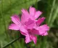Dianthus carthusianorum