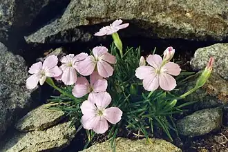 Garofiță balcanică(Dianthus microlepis)