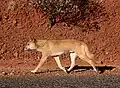 Dingo (Canis lupus dingo)