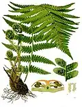 Dryopteris filix-mas (L.) Schott