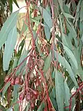 Eucalyptus sideroxylon