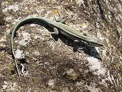 Șopârlă Podarcis(Podarcis),Dion, Olimp