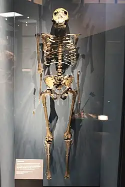 Scheletul unui Homo erectus numit Băiatul Turkana
