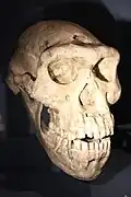 Homo erectus