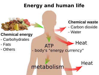diagram showing human energy process from food input to heat and waste output