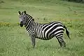Zebra de stepă