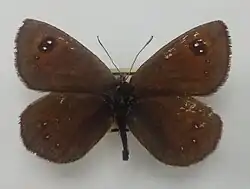 Fluture erebiaErebia iranica