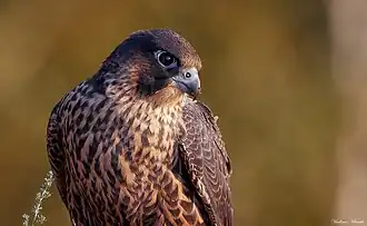 Șoim călător(Falco peregrinus)
