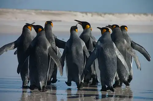 Grup de pinguini regali