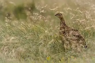 Potârniche de salcie(Lagopus lagopus)