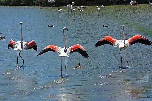 Flamingo roz