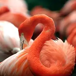 Flamingo