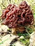 ! Gyromitra !