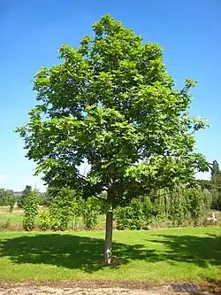 Fraxinus excelsior