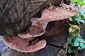 Ganoderma adspersum