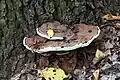 Ganoderma applanatum